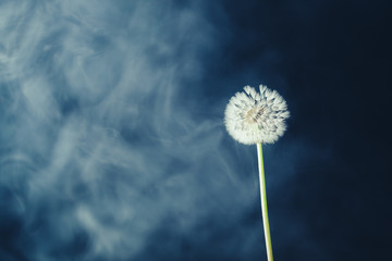 dandelion flower on haze background