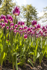 Fototapeta premium field of tulips