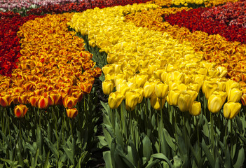 field of tulips