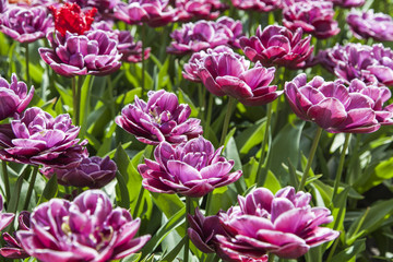 Obraz premium field of tulips