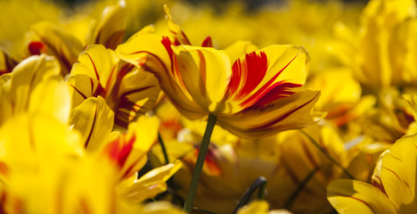 Obraz premium fields of tulips
