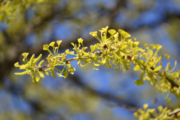 Branch of the blossoming ginkgo two-bladed (Ginkgo biloba L.) ag