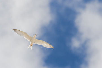 真夏の空を飛ぶ海鳥