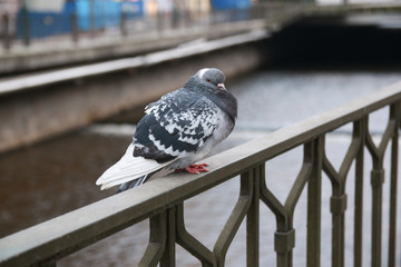 Pigeons of Karlovy vary