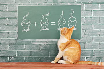 Animal school