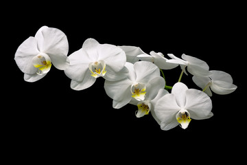 Naklejka na ściany i meble beautiful white orchid branch over black background