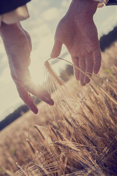 Low angle view of male hands around a golden ear of wheat