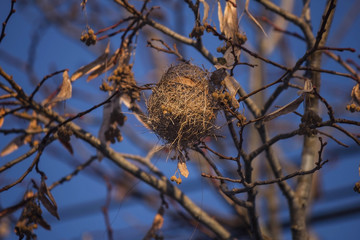 pequeño nido de ave