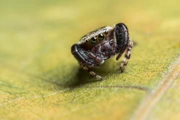 Jumping spider on green leaf