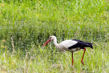 storch im grünen gras