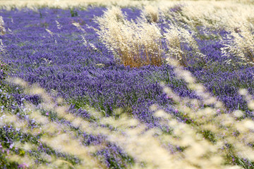 lavandes en provence