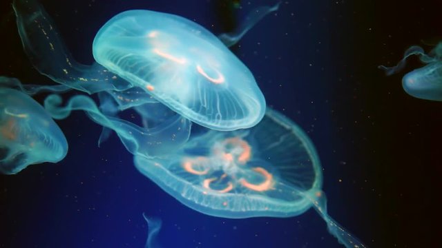 Jelly Fish with Semi-transparent Filaments and Tentacles Moving Gently Against a Dark Background. Two Jellyfish with transparent body and filaments moving gently.
