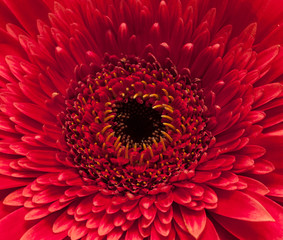 Large red daisy