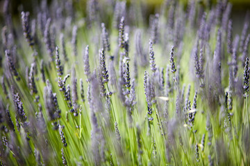 lavandes en provence