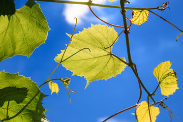 виноградные листья на фоне голубого неба