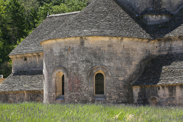 lavandes en provence