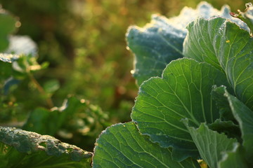 fresh cabbage in the garden