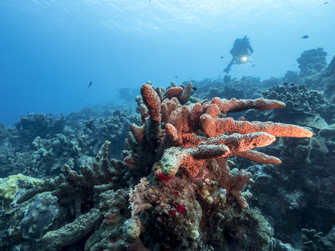 Unterwasser - Riff - Koralle - Schwamm - Tauchen - Curacao - Karibik - 4K