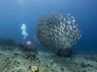 Naklejka na ściany i meble Unterwasser - Riff - Fisch - Fischschwarm - Taucher - Tauchen - Curacao - Karibik 
