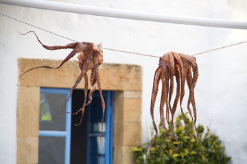 Dried Octopus - 113972082