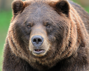 Alaskan brown bear (grizzly)