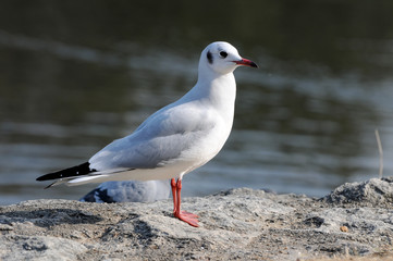 ユリカモメ