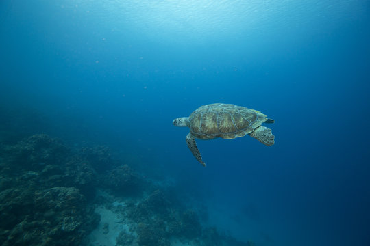 Unterwasser - Riff - Schildkröte - Tauchen - Curacao - Karibik 