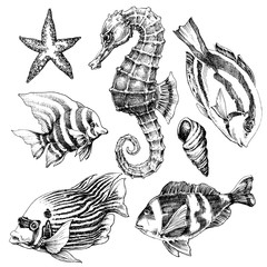 Fish, sea horse, marine life hand drawn set. Sea life vector ske © Danussa