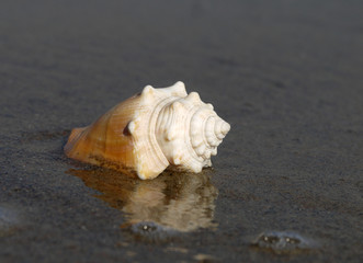 Muschel.am Strand
