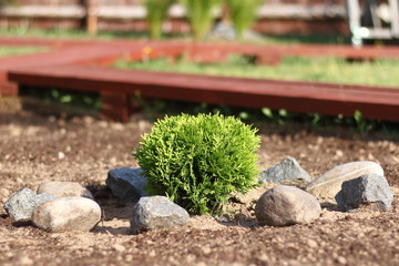 Куст туи среди камней.