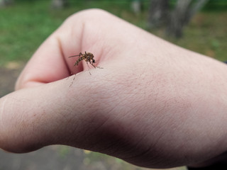 Комар сидит на руке и пьёт кровь
