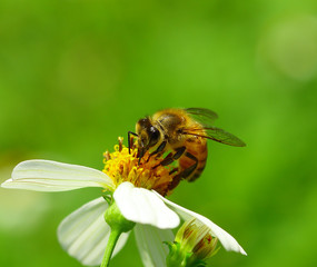 bee on flower