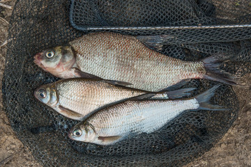 Several common bream fish and silver bream or white bream fish o