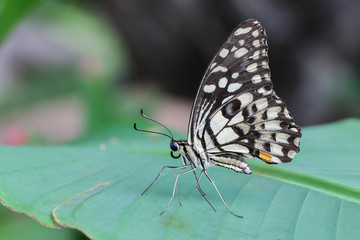 Fototapeta na wymiar one butterfly on banana leaf