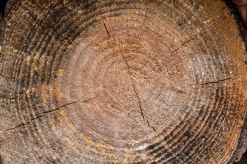 Wood texture of cutted tree trunk.
