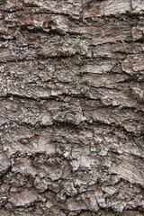 Bark texture background pattern crack old brown for design