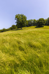 large oak tree on a hill with green grass