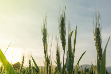Fototapeta premium barley field in sunset time