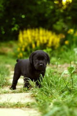 beautiful black pedigree Labrador puppy