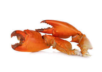 Steamed claw black crab  isolated on white background