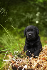 beautiful purebred black puppy dog Labrador