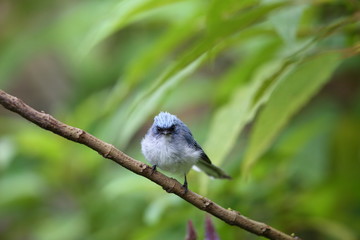 White-tailed blue flycatcher (Elminia albicauda) in Volcano National Park,Rwanda

