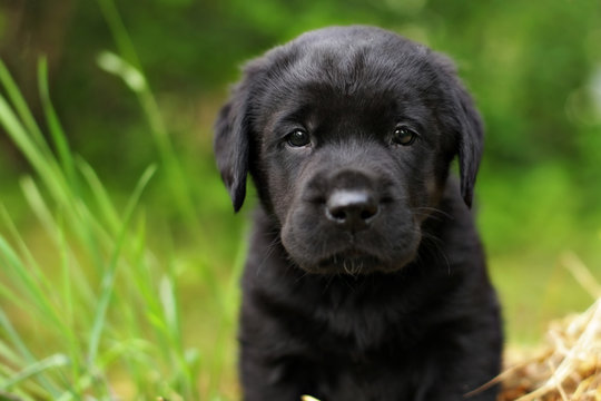 beautiful purebred black puppy dog Labrador