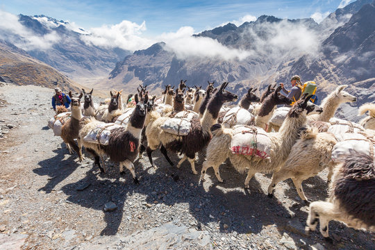 Llamas herd carrying heavy load, Bolivia mountains.