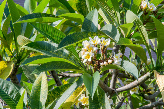 frangipani tropical flower, plumeria flower blooming on tree

