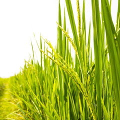 rice field