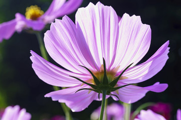 Obraz premium wild flowers in morning