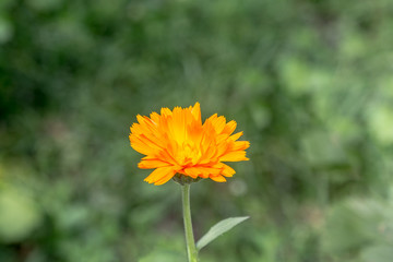 Calendula oficinalis blooming on a sunny day field. Focus on a single flower. Medical herb series.
