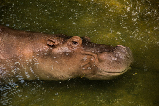 hippopotamus relax..