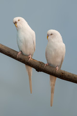 Parakeet perched on a bare tree branch